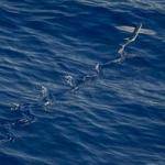 Bertrand Marks Profile Picture