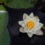 Quentin Blanda Profile Picture