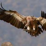 Kitty Balistreri Profile Picture