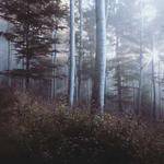 Madelynn Hackett Profile Picture